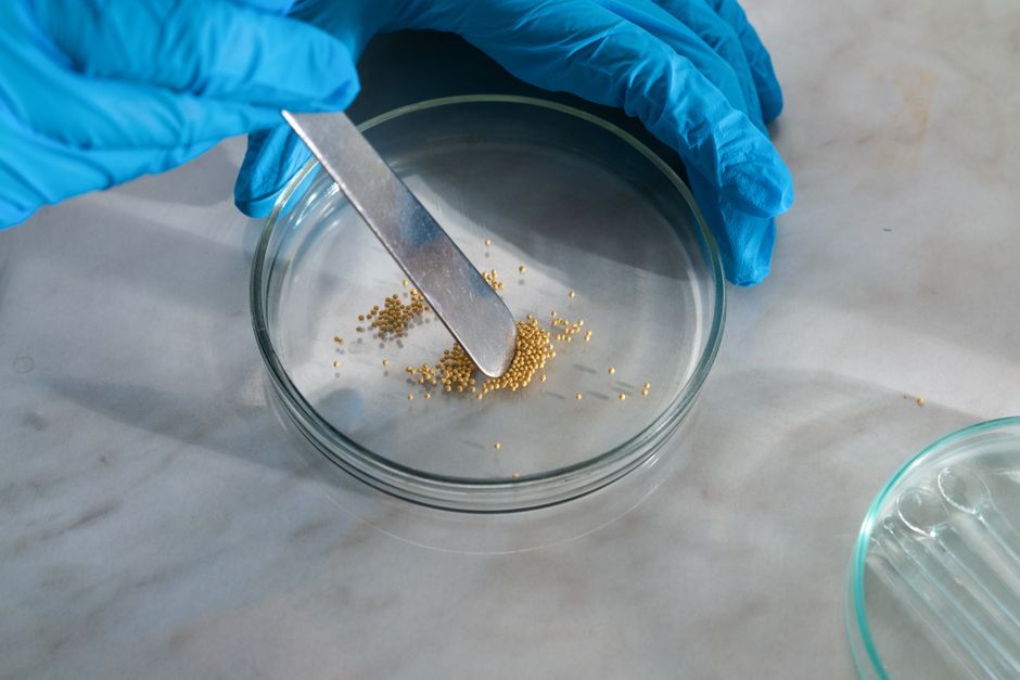 Homéopathie : fonctionne-t-elle vraiment? Les études à l’épreuve Close-up of a scientist using a spatula to transfer granules into a petri dish with gloves on.
