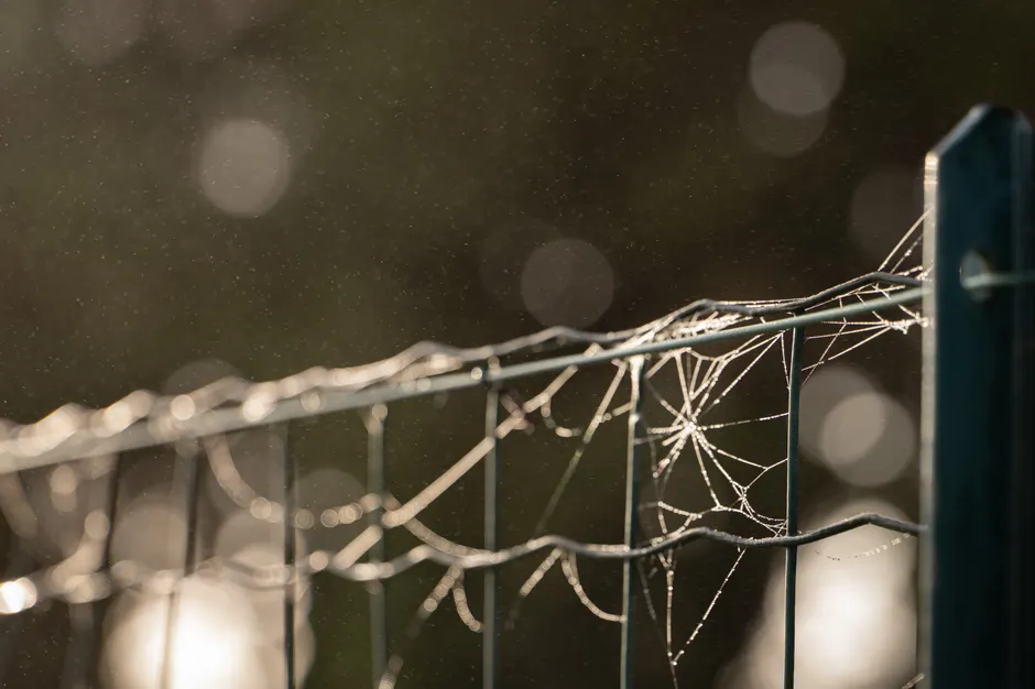 La soie d’araignée est-elle plus résistante que l’acier? Le piège du chiffre cinq Close-up of a spider web on a wire fence with a beautiful bokeh background in France.