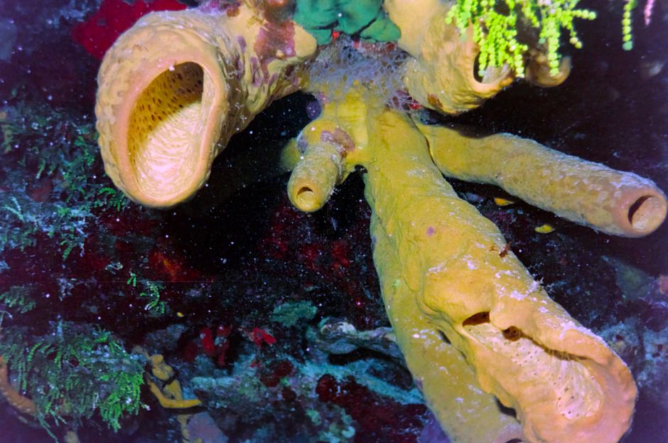 Close-up view of a vibrant yellow sea sponge in the waters of Cozumel, Mexico.