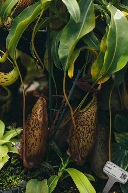 Detailed close-up of tropical Nepenthes pitcher plants showcasing their unique carnivorous features.