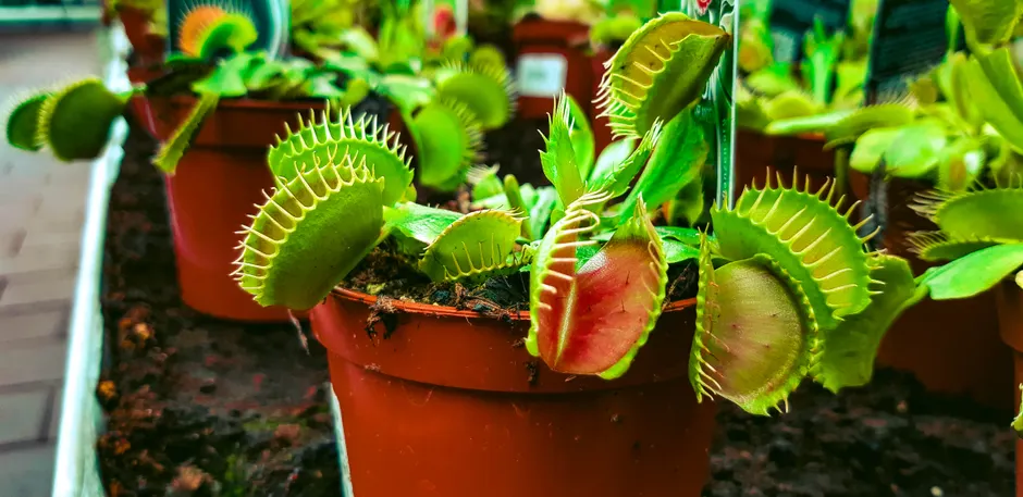 Les plantes carnivores peuvent-elles manger un humain? Detailed close-up of Venus Flytrap plants in a pot, showcasing vibrant green leaves.