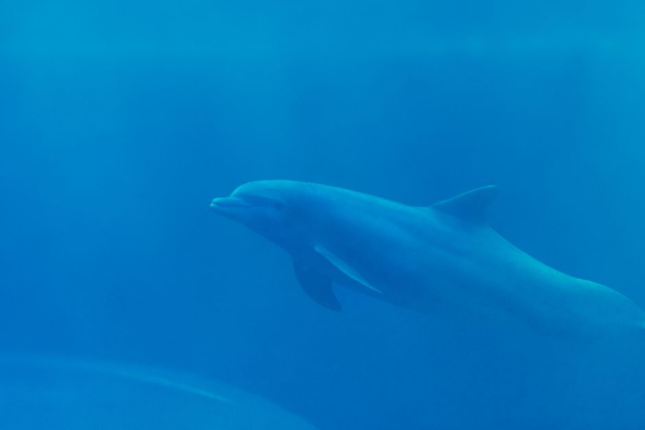 Elegant dolphin swimming underwater, captured in a tranquil ocean scene.