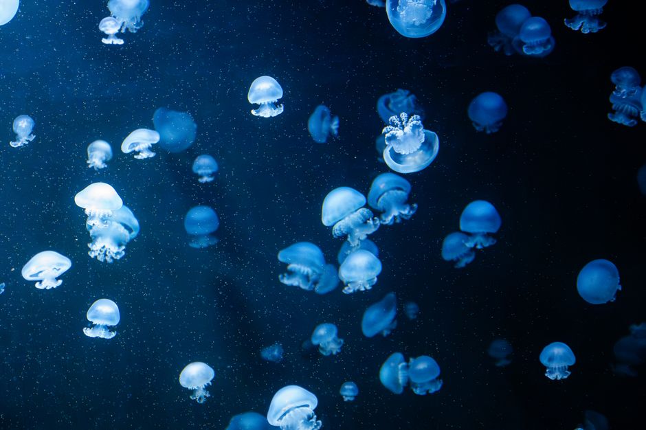 Les méduses sont-elles immortelles? Le cas de Turritopsis dohrnii Elegant jellyfish gracefully swim in a bioluminescent underwater world, showcasing their glowing beauty.