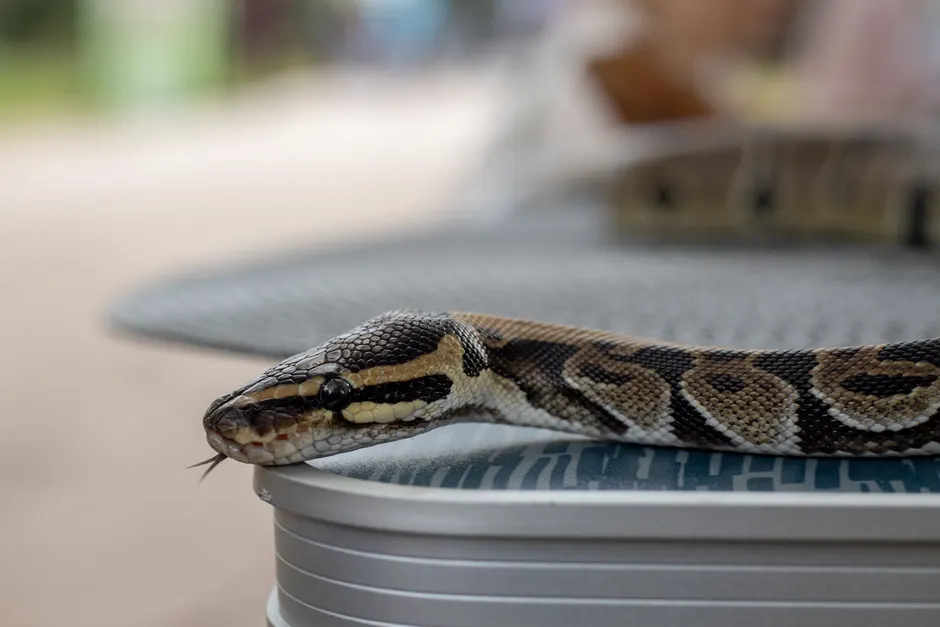 Les serpents hypnotisent-ils vraiment leurs proies? A detailed close-up of a boa snake resting on a table outdoors.