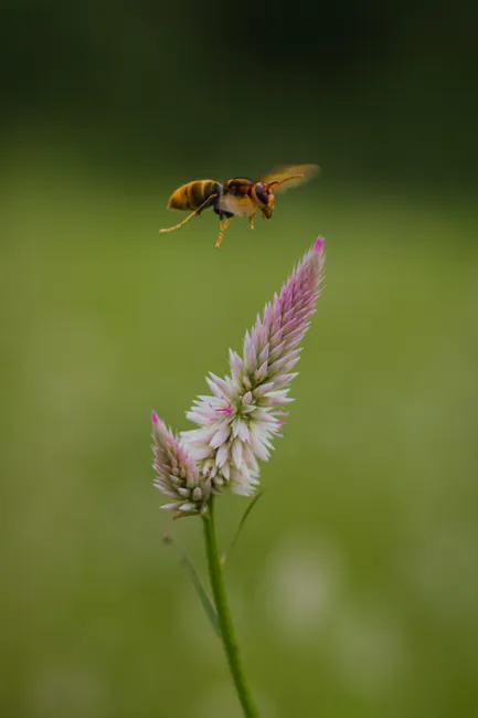 A hornet flying over a vibrant pink celosia flower in a natural setting. Perfect insect photography.