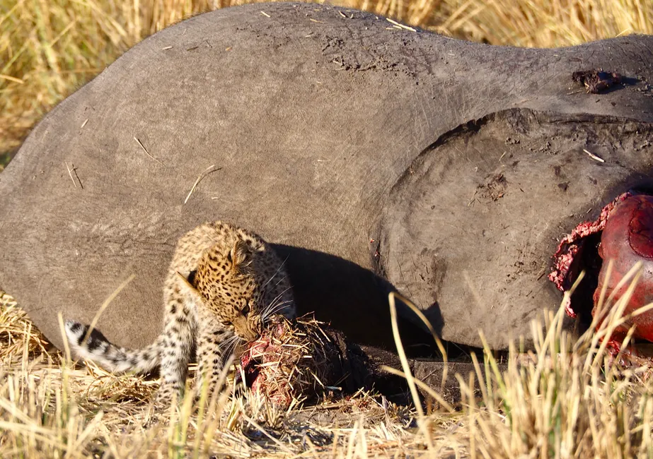 Les éléphants comprennent-ils la mort? Le dossier des funérailles A leopard cub feeds on an elephant carcass in the savanna, highlighting wildlife survival.