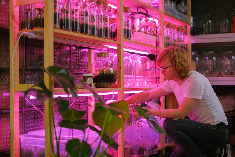 A man tending to plant samples under purple grow lights in a laboratory setting.