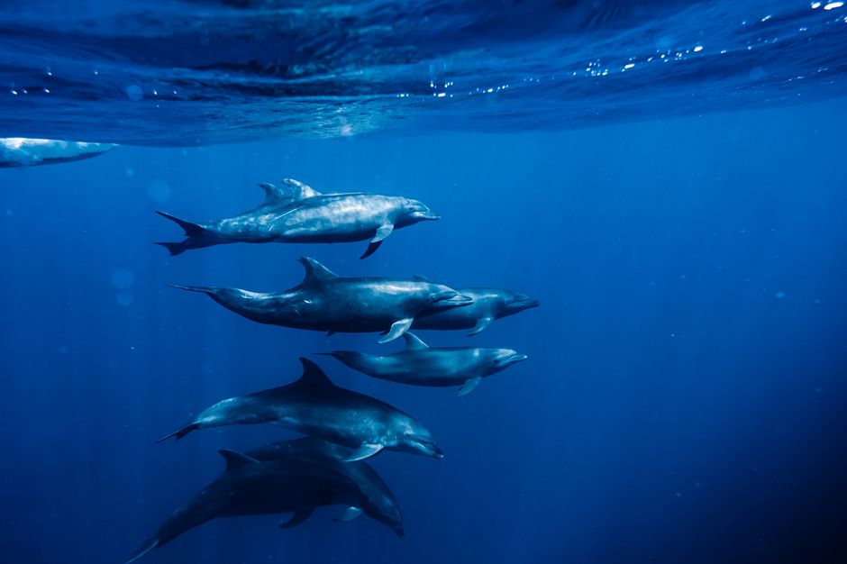 Les dauphins ont-ils vraiment leur propre prénom? A pod of dolphins gracefully swimming underwater in the deep blue sea of Loreto, Mexico.
