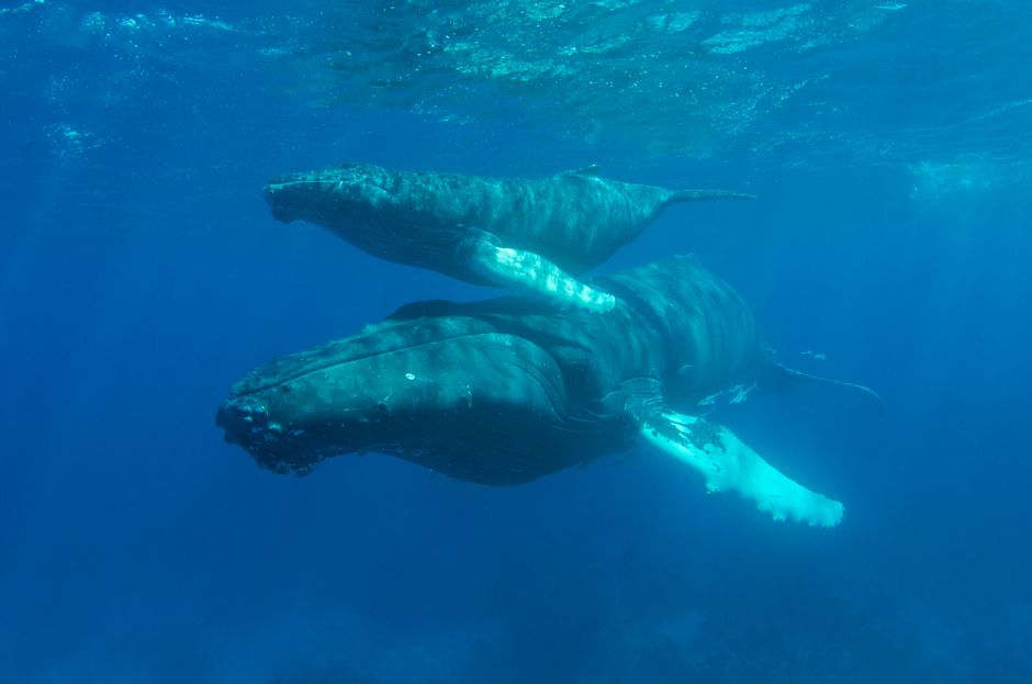 Les baleines à bosse chantent-elles pour communiquer ou pour séduire? A serene underwater scene of a mother humpback whale with her calf, swimming peacefully.