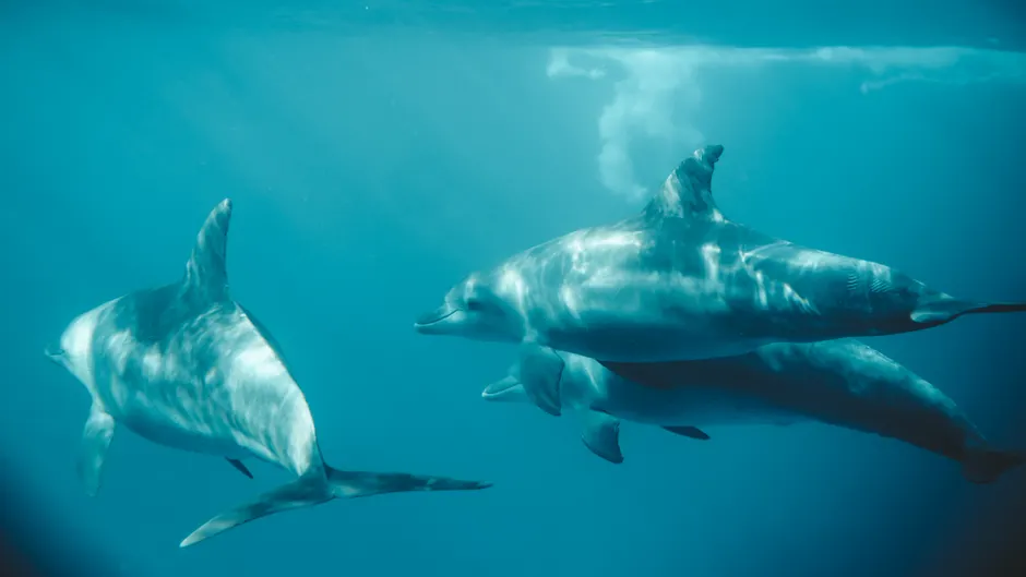 A serene view of dolphins swimming underwater in Zanzibar, Tanzania.