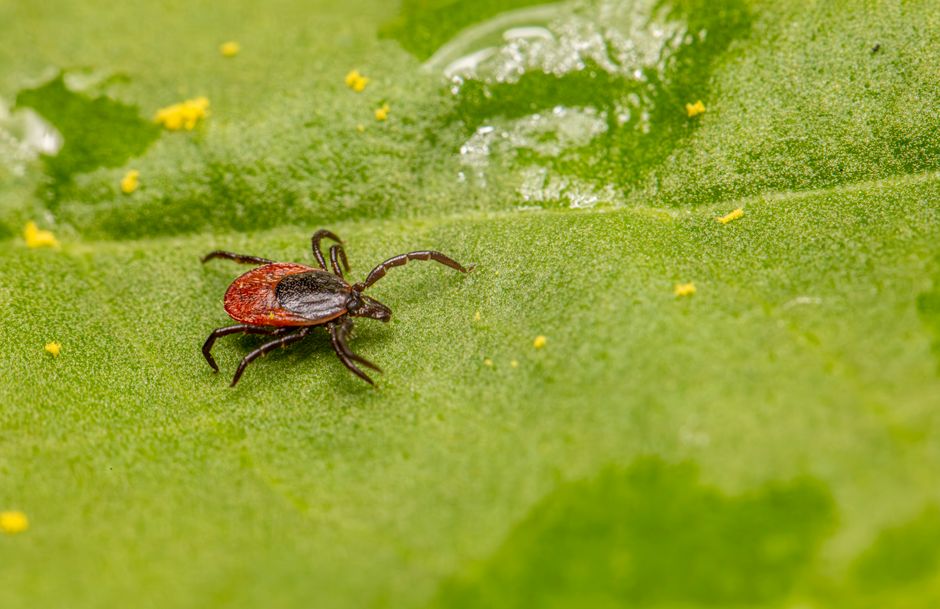 Les tiques tombent-elles vraiment des arbres? Close-up of a castor bean tick on a green leaf, highlighting its detail and vivid colors.