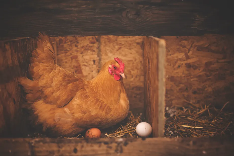 Les poules pondent-elles un œuf par jour? Close-up of a hen sitting in a rustic wooden barn nest with two eggs.