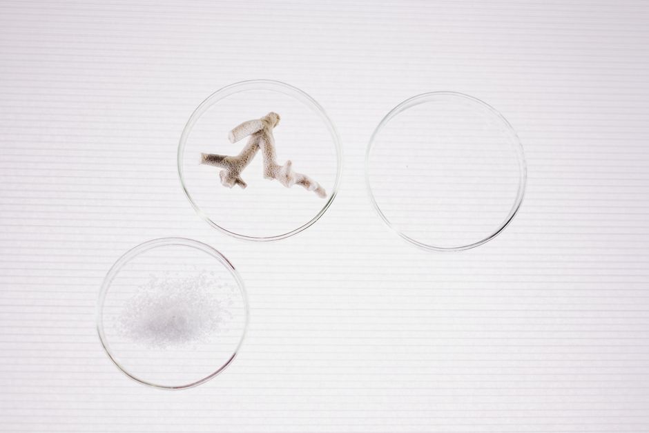 Close-up of three petri dishes with samples on a textured surface.