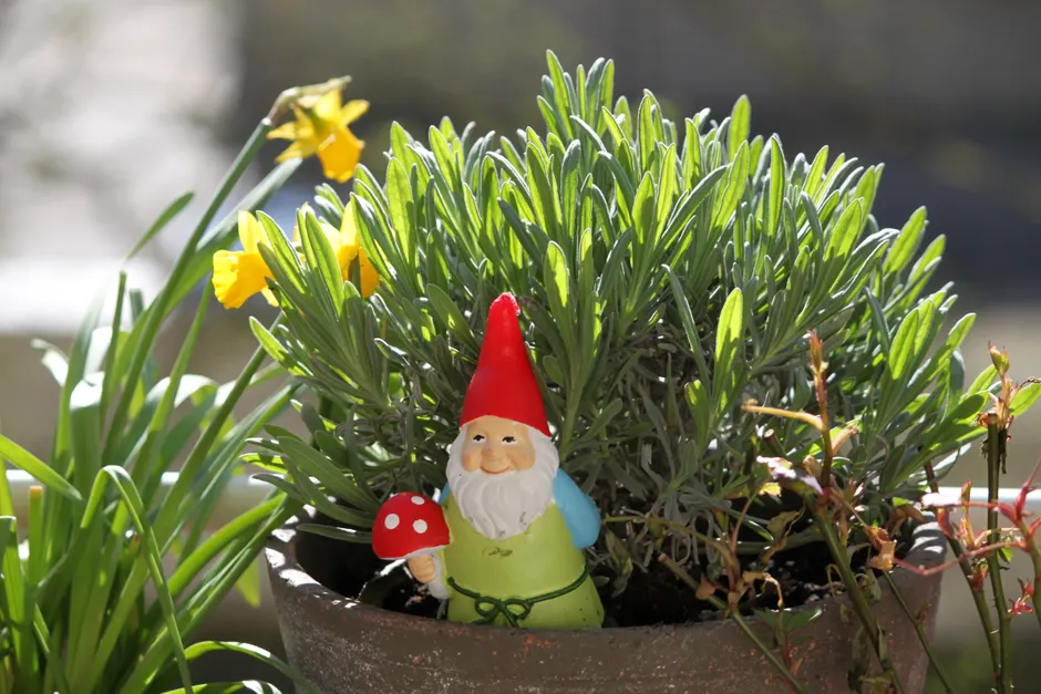 Les nains de jardin ont-ils une vraie signification symbolique? Colorful garden gnome among vibrant flowers and lush green leaves in a pot, perfect for spring.