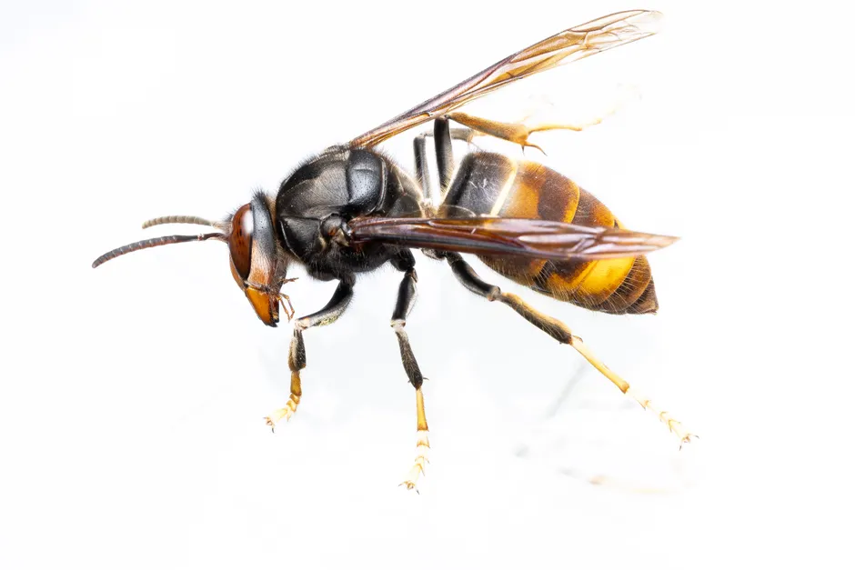 Les frelons asiatiques sont-ils vraiment plus dangereux que les guêpes? Detailed macro shot of an Asian hornet with a white background, showcasing its unique coloration and features.