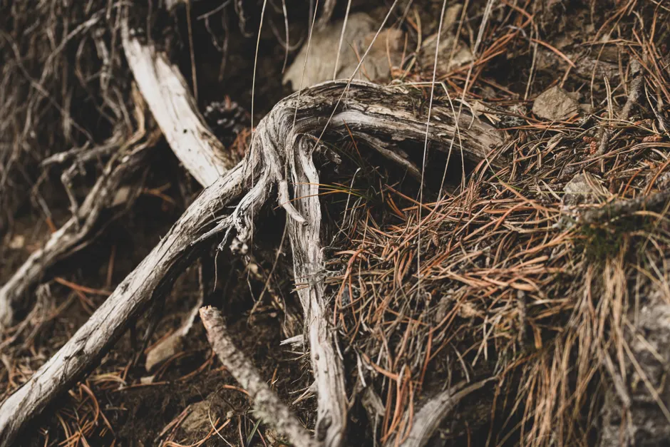 Les arbres communiquent-ils vraiment entre eux? Detailed view of weathered tree roots and pine needles on forest floor, showcasing natural textures and earthy tones.