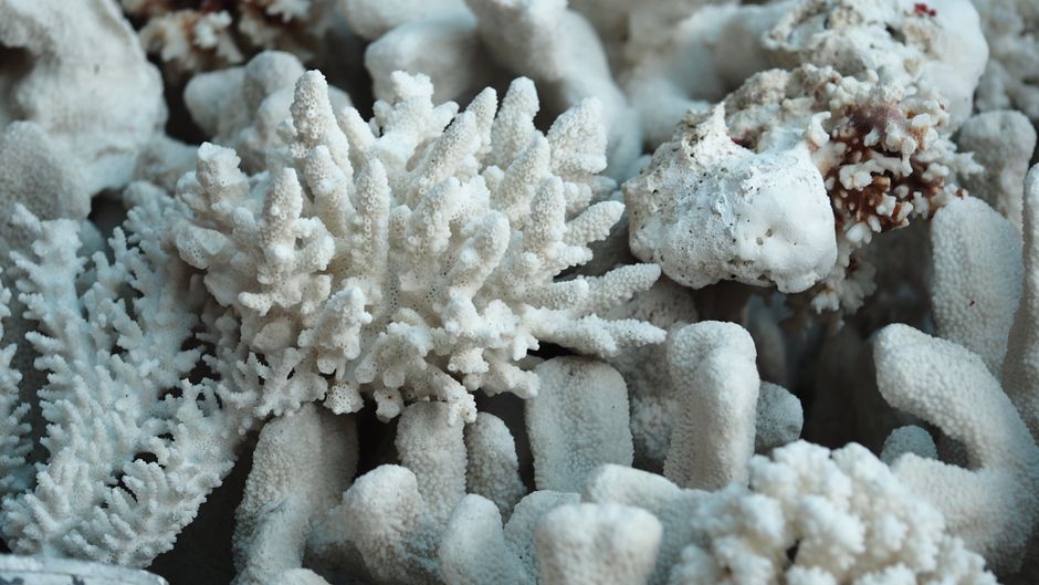 Detailed view of white coral texture and form in nature.