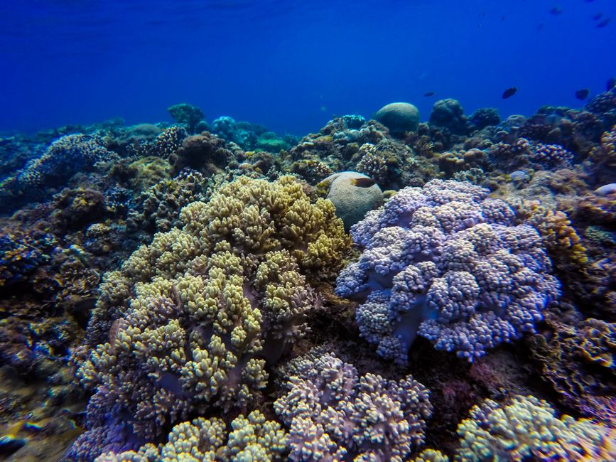 Les récifs coralliens peuvent-ils vraiment se remettre du blanchissement? Discover the vivid beauty of a thriving coral reef underwater with diverse marine life and stunning colors.
