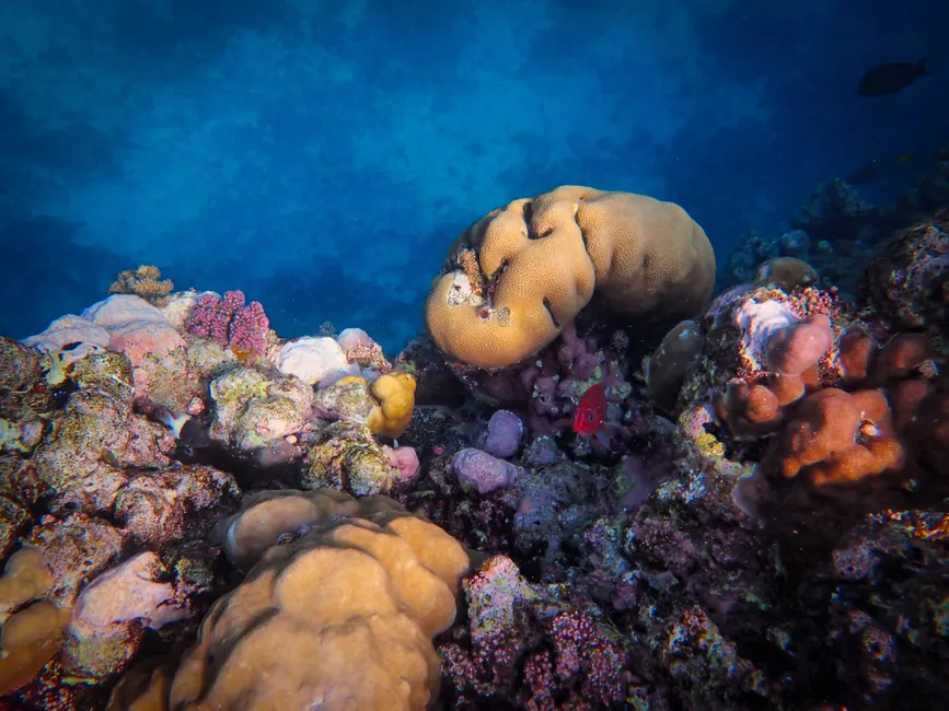 Les coraux sont-ils vraiment des animaux? Explore a vibrant underwater coral reef ecosystem showcasing diverse marine life and colorful corals.