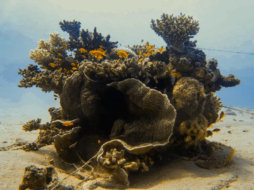 Explore the vibrant marine life and intricate coral structures of a Saudi Arabian coral reef.