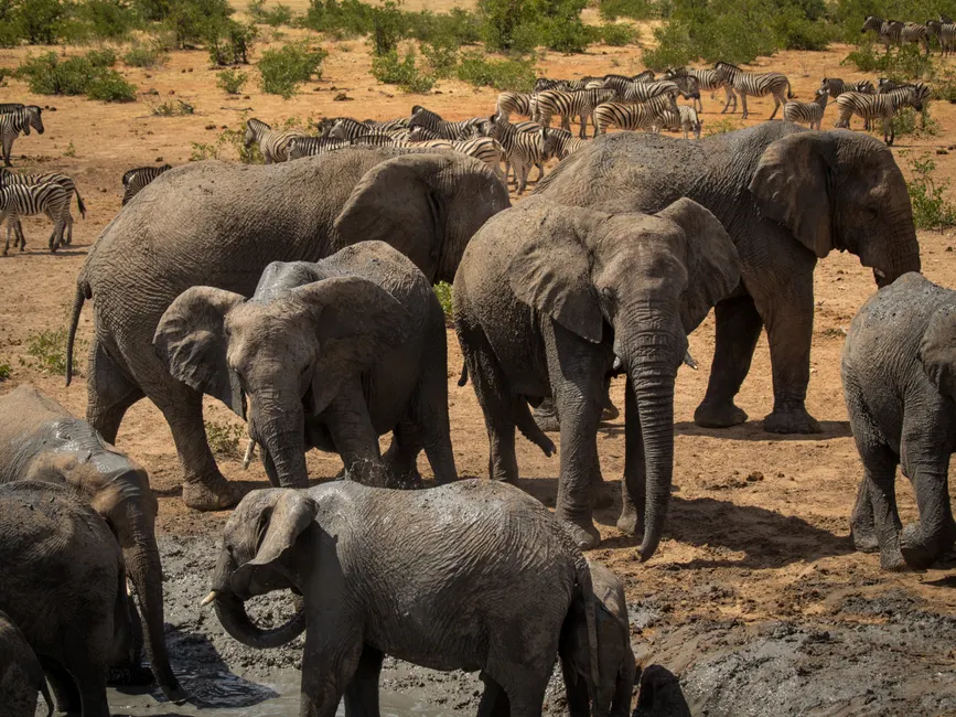 Herd of African elephants and zebras gathered at a watering hole in Namibia.