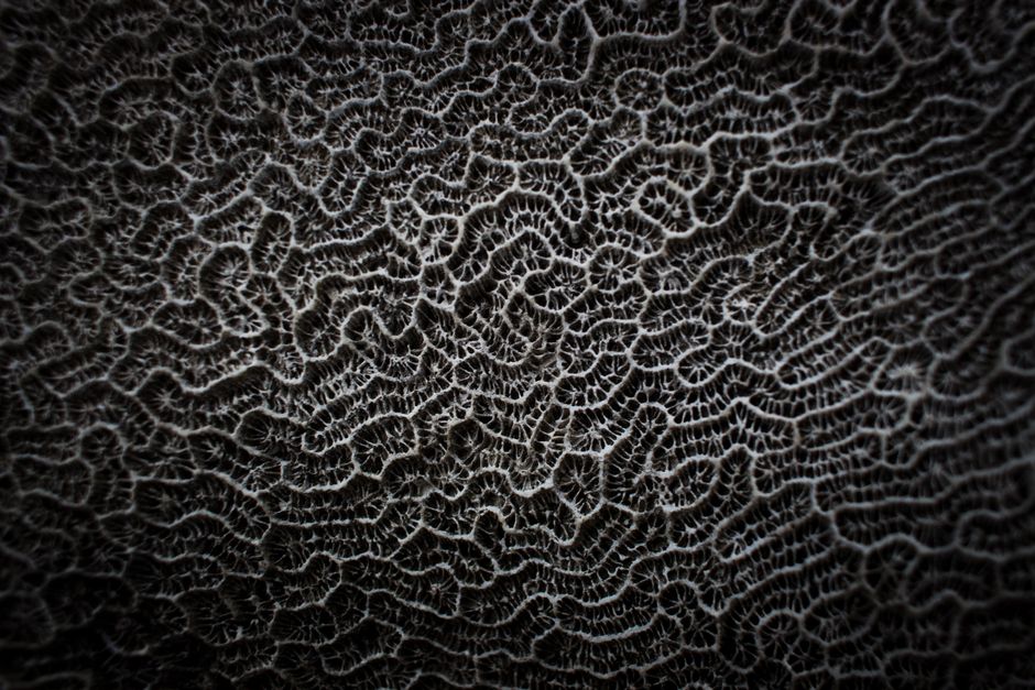 Highly detailed close-up of intricate coral surface patterns, showcasing natural design and texture.