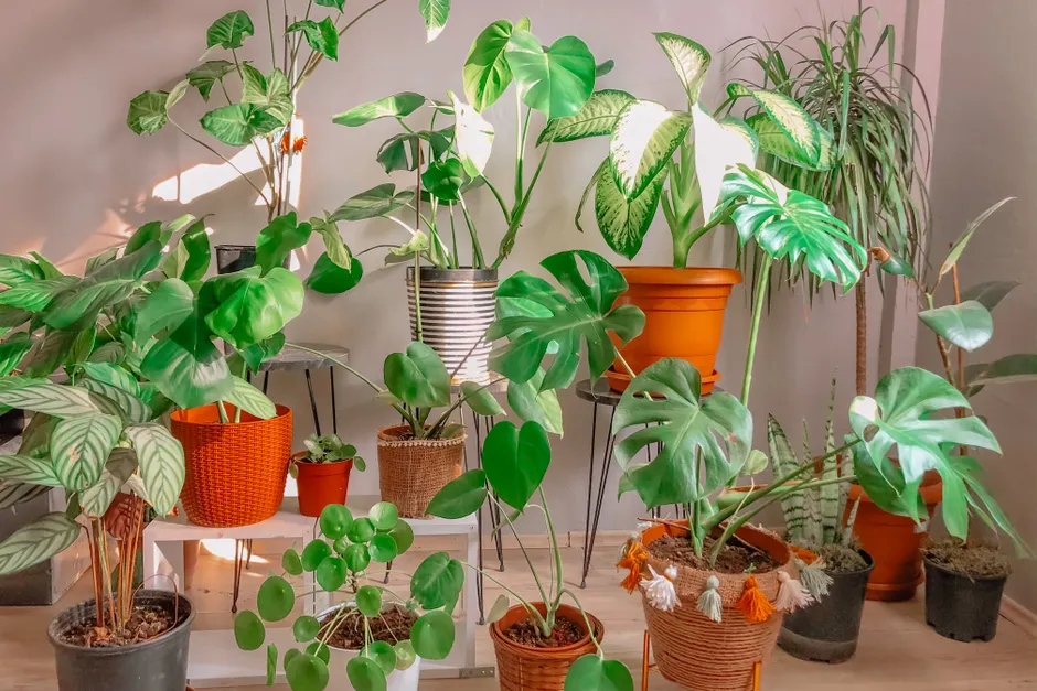 Les plantes d’intérieur purifient-elles vraiment l’air? Lush indoor garden filled with diverse potted houseplants in a sunlit room, creating a cozy atmosphere.