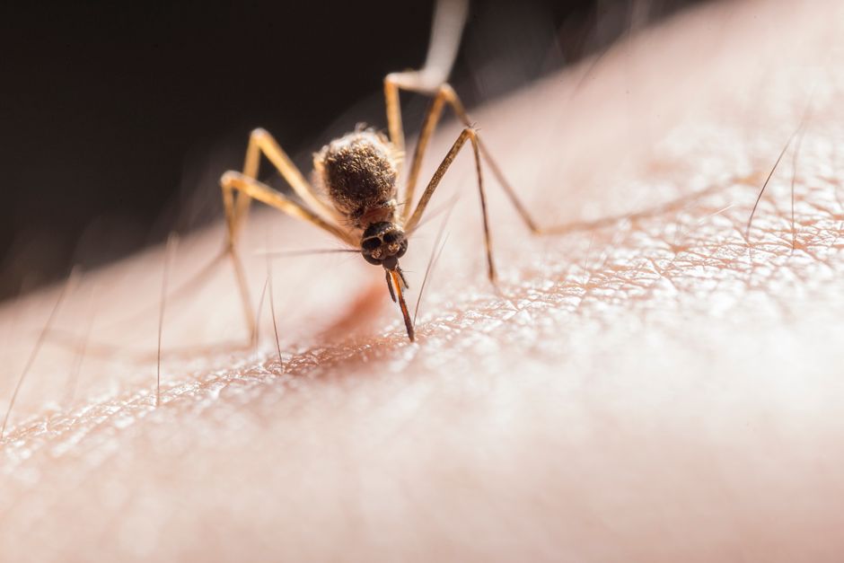 Les moustiques sont-ils l’animal qui tue le plus d’humains? Le verdict est à nuancer Macro shot capturing a mosquito piercing skin with its proboscis, highlighting its role as a pest.