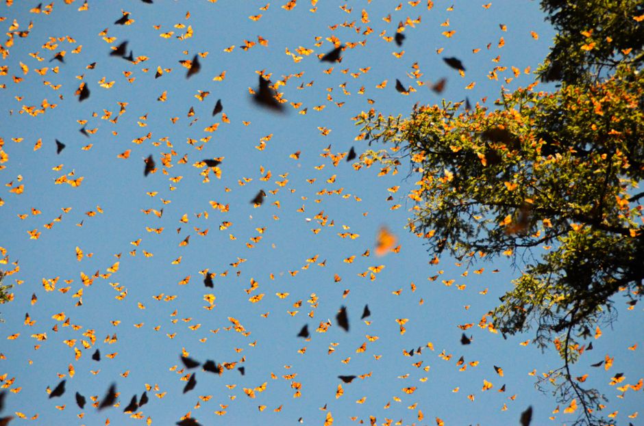 Les papillons monarques parcourent-ils vraiment plusieurs milliers de kilomètres? Thousands of Monarch butterflies fill the sky at El Rosario Sanctuary in Mexico, a stunning autumn spectacle.