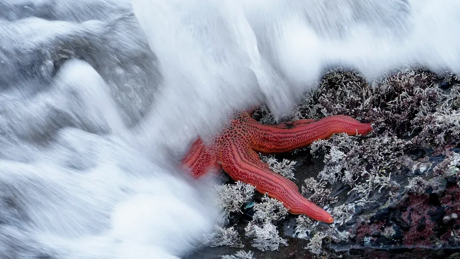 Vibrant sea star on rocky shore in Pichilemu, Chile, captured as waves crash over.