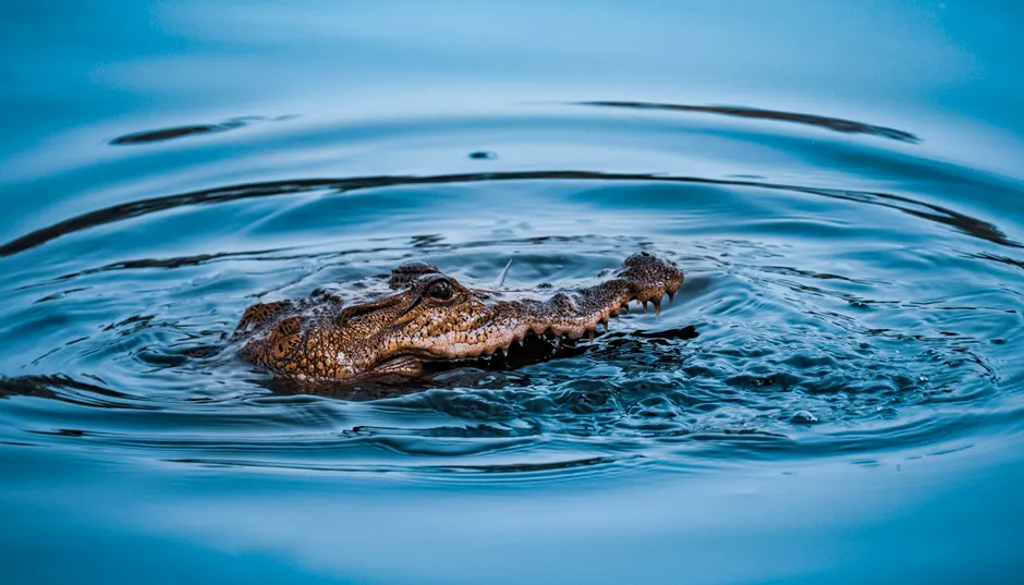 Les crocodiles pleurent-ils vraiment lorsqu’ils mangent? A crocodile's head emerges from calm blue water, capturing serene wildlife moment.