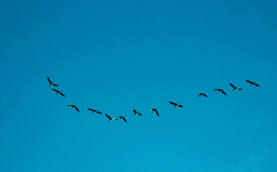 Les oiseaux migrateurs utilisent-ils vraiment les étoiles pour s’orienter? A flock of migratory birds flying in a V formation against a clear blue sky.