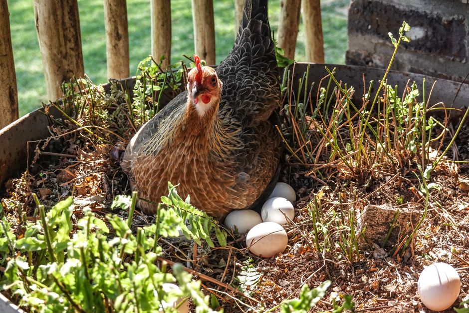 Les poules pondent-elles un œuf par jour? A hen calmly nesting with several eggs in an outdoor garden environment.