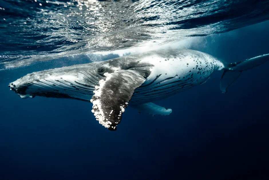 Les baleines à bosse chantent-elles pour communiquer ou pour séduire? A stunning view of a humpback whale gracefully swimming underwater in the clear blue waters of Tonga.