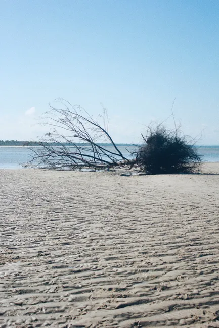 A tranquil scene of a fallen tree on a sandy beach, surrounded by blue skies and calm waters.