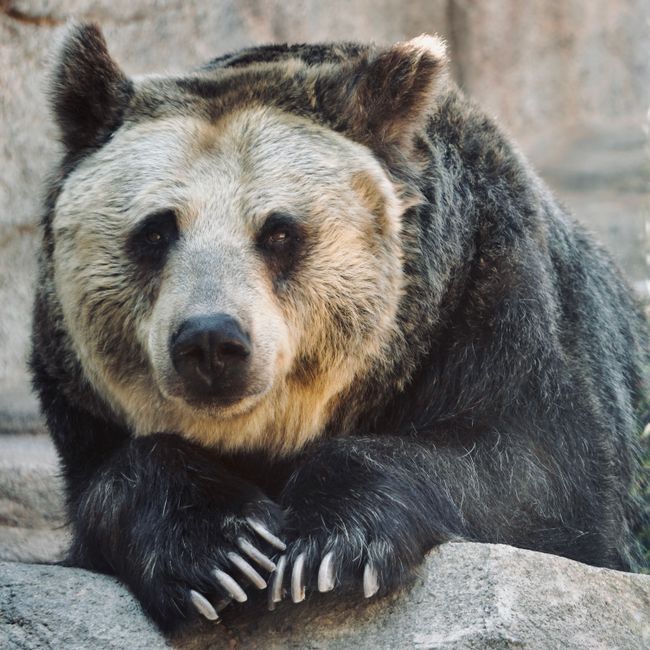 An intimate close-up of a grizzly bear resting on a rock with a natural background.