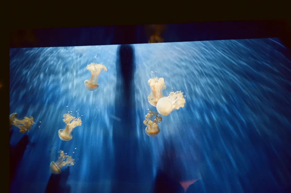 Les méduses sont-elles immortelles? Le cas de Turritopsis dohrnii Captivating underwater photography of jellyfish in the Genova Aquarium. Experience the serene sea life.