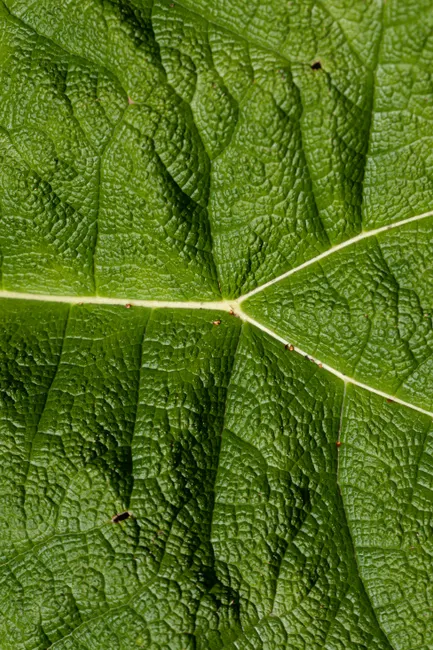 Close-up image of green leaf showing intricate vein patterns and texture.