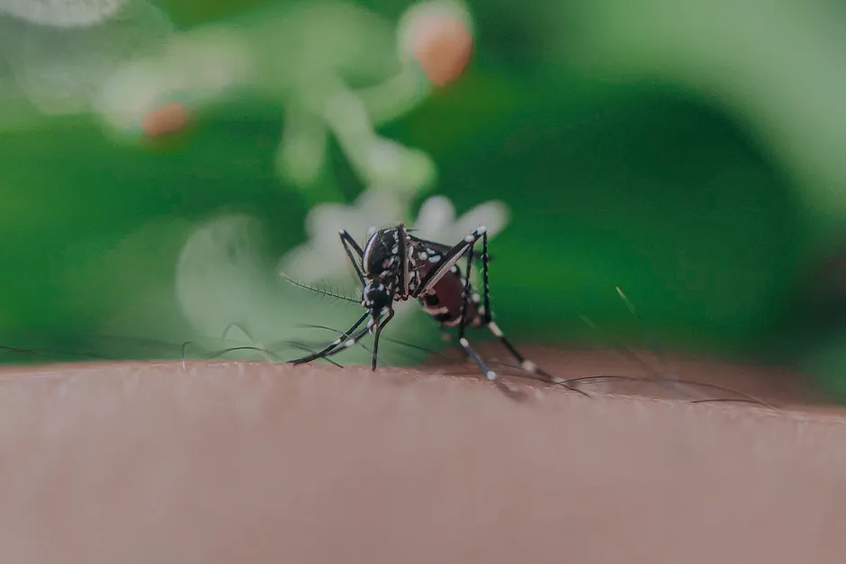 Les moustiques préfèrent-ils vraiment certaines personnes? Closeup of spotted mosquito with thin legs and proboscis sucking blood on skin with hairs of faceless person