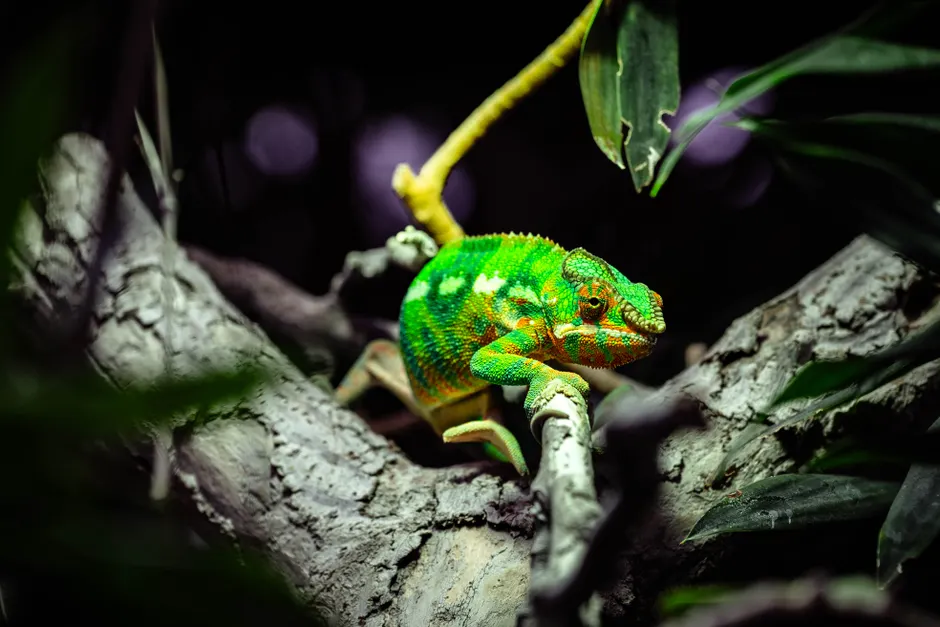 Colorful chameleon blends into its jungle environment, perched on a tree branch.
