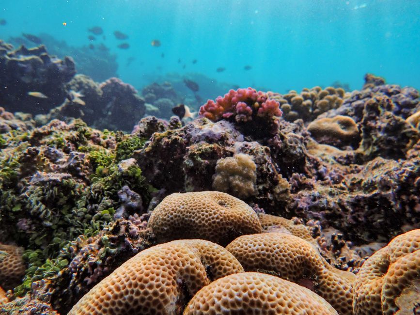 Les éponges de mer sont-elles vraiment des animaux? Colorful coral reef with vibrant marine life in an underwater ecosystem.