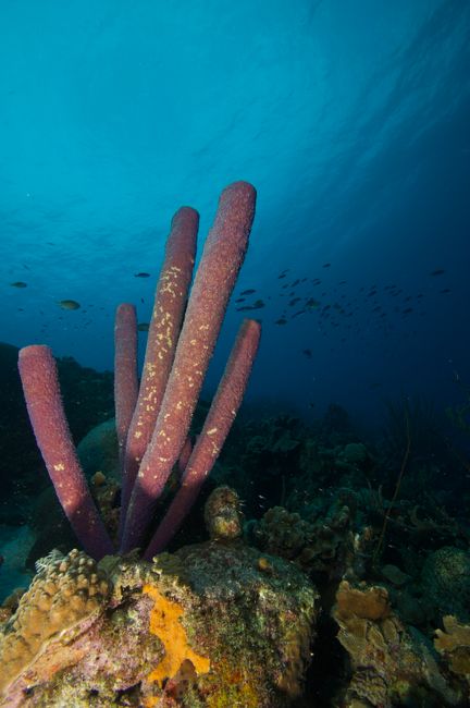 Colorful purple sea sponge thriving in a vibrant coral reef ecosystem underwater.