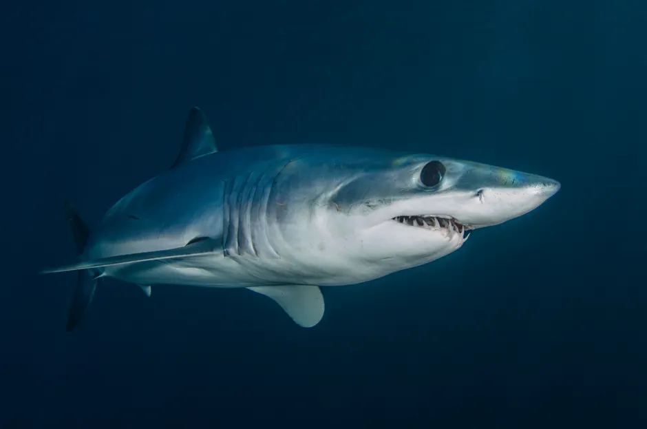 Les requins meurent-ils vraiment s’ils arrêtent de nager? Detailed underwater shot of a mako shark swimming in the ocean depths near Nantucket.