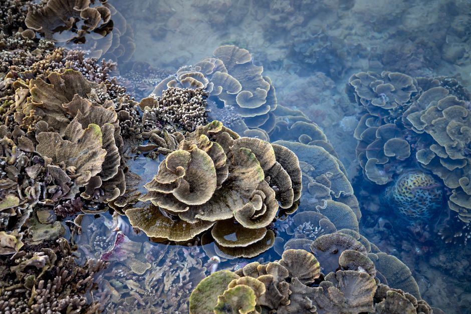 Les océans sont-ils vraiment en train de devenir plus acides? From above brown soft corals washed by warm shallow seawater in tropical habitat
