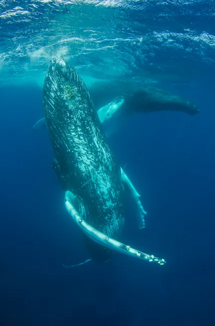 Humpback whales gracefully swim underwater showcasing marine wildlife beauty.