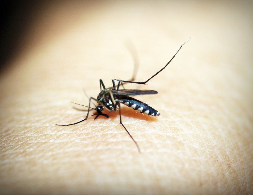 Macro photograph of a mosquito feeding on human skin, showcasing the insect's details.