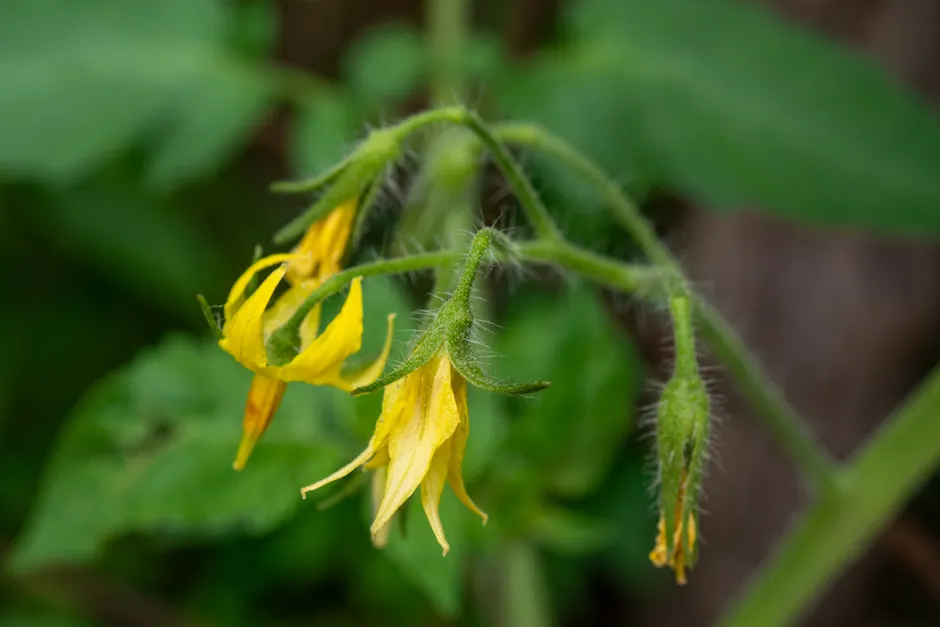 Les tomates sont-elles vraiment des fruits? Le verdict botanique Macro shot of tomato plant in bloom, highlighting vibrant yellow flowers and green foliage.