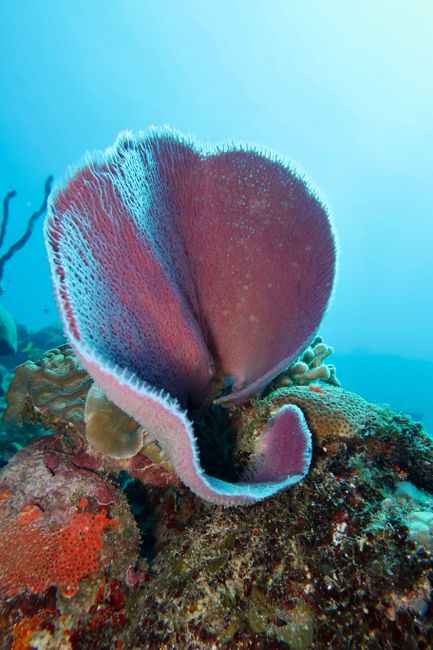 Purple vase sponge in Guajimico, Cuba's marine ecosystem, highlighting underwater biodiversity.