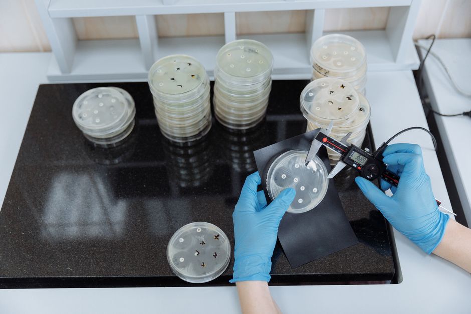 Scientist measuring bacteria growth in petri dishes under sterile lab conditions.