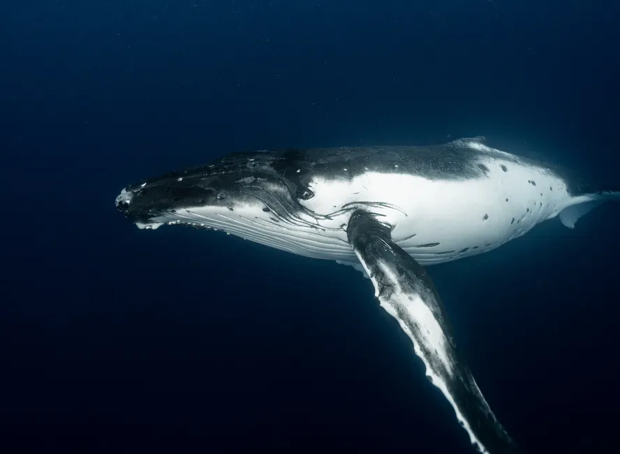 Side view of amazing humpback whale swimming in deep dark blue waters of ocean